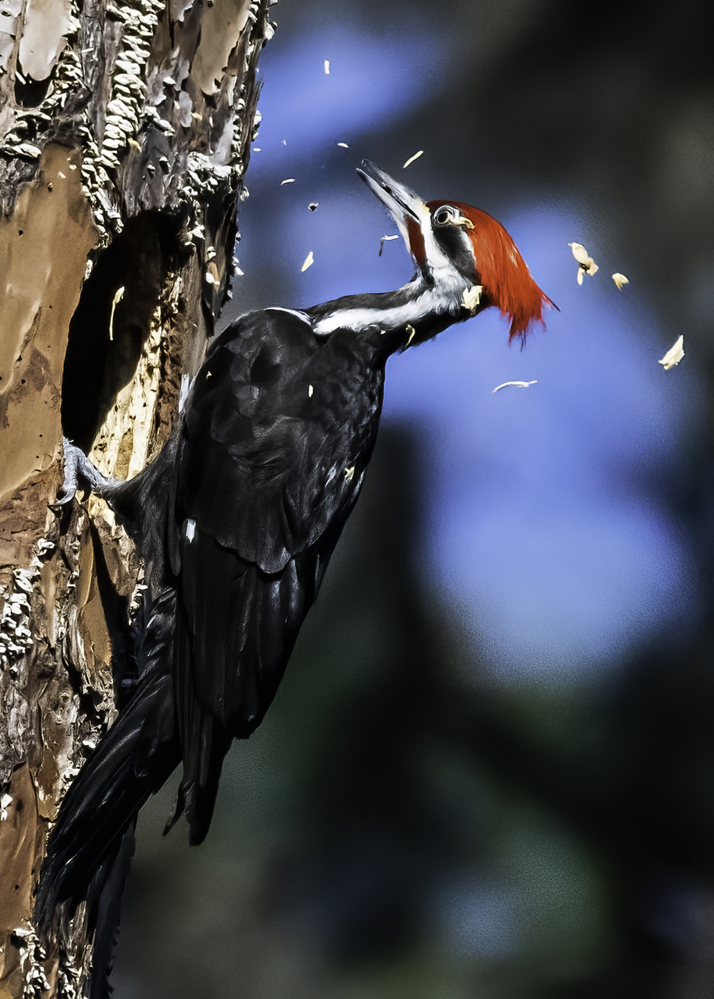 2nd PrizeNature In Class 2 By Sharon Denny For How Much Wood Would A Woodpecker Peck OCT-2021.jpg